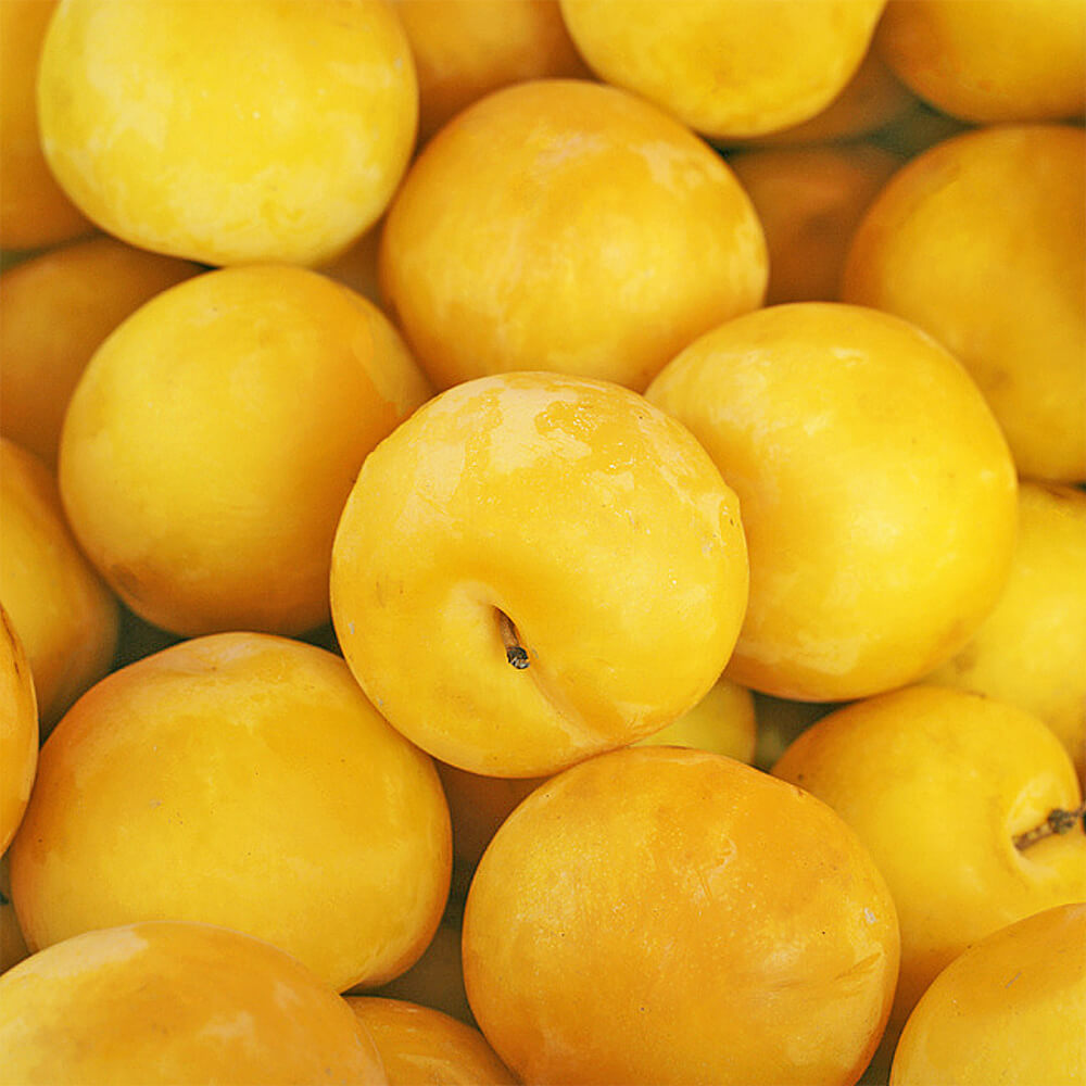 Plums Yellow